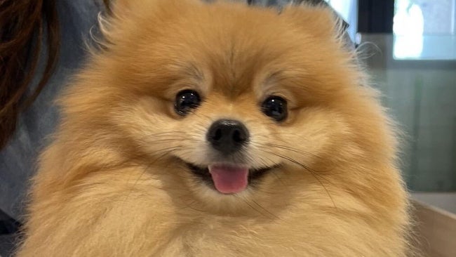 「Clawset Pet Café」で可愛い子犬達と幸せなひととき