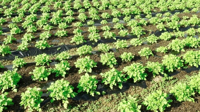 野菜生産団体、肥料値上がりで窮状訴え