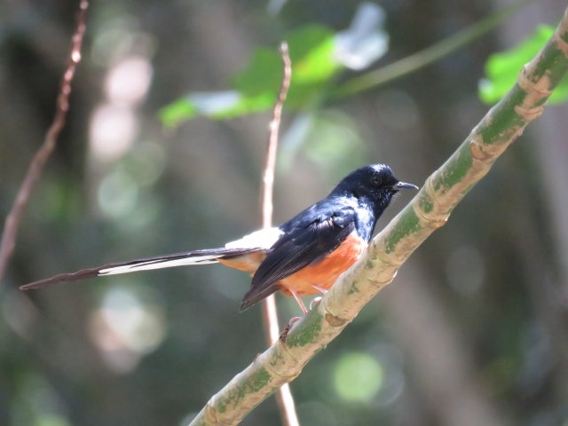 新着】貴重な鳥54羽を密輸 2人を逮捕 