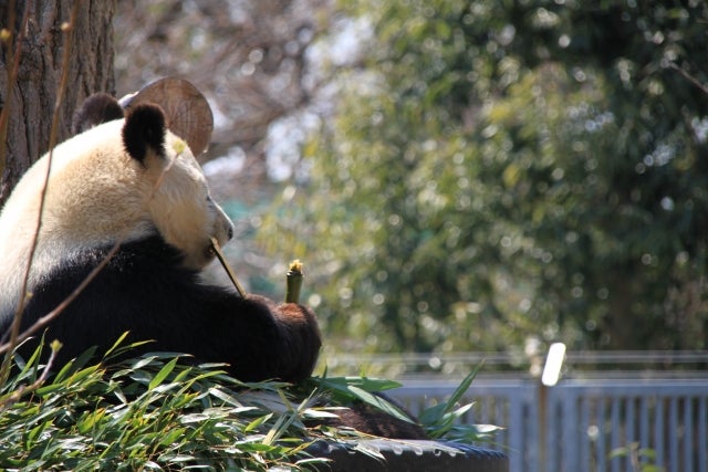 KL動物園のパンダ、16歳の誕生日迎える