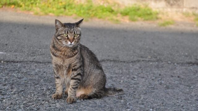 猫を撲殺　インドネシア人女に禁固6か月