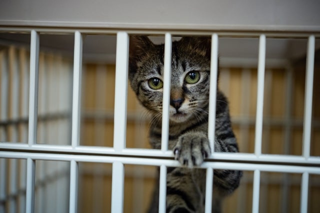 スランゴール州　ペットショップでの動物販売を禁止へ