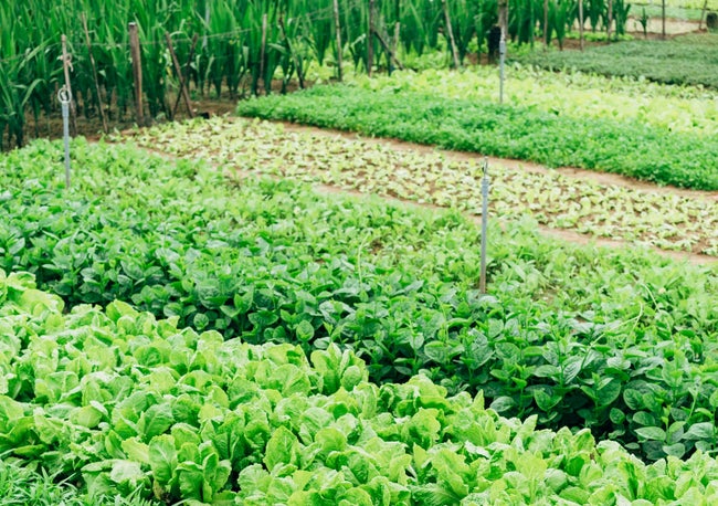 悪天候で野菜価格が高騰＝卸売業者調べ