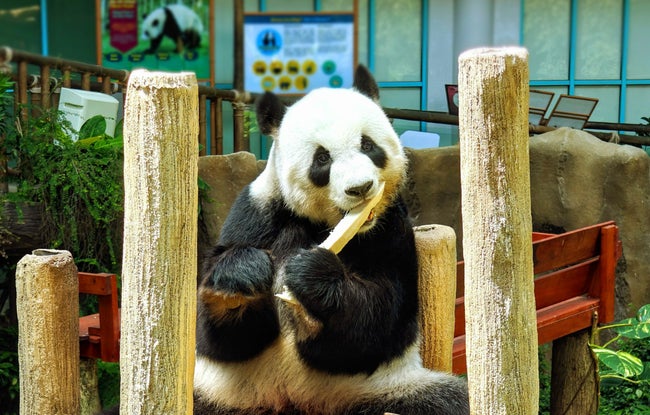 パンダのフーワとフェンイー、中国へ無事帰国ー11年のマレーシア滞在に幕