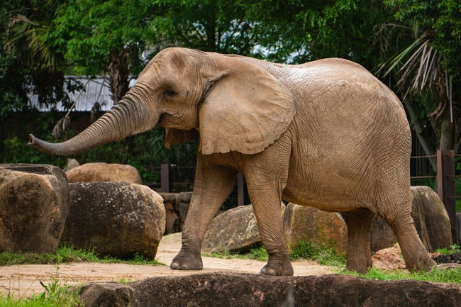 サバ州で惨殺されたピグミーゾウ、再び見つかる