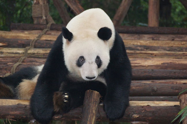 マレーシア、中国との新たな協定でパンダ2頭を再び受け入れへ ― 10年間の保全プロジェクトが始動