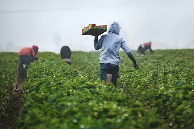 キャメロンハイランド農家、輸入野菜規制を要望