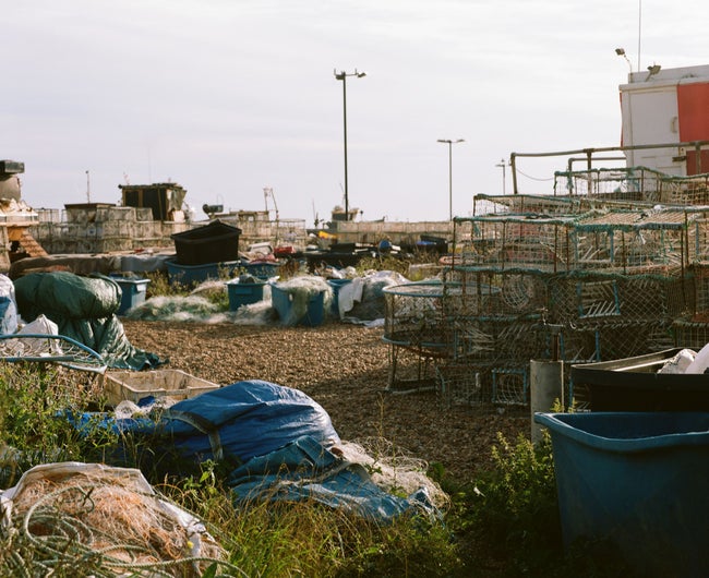 ペラ州で化学廃棄物の不法投棄、牛17頭が急死