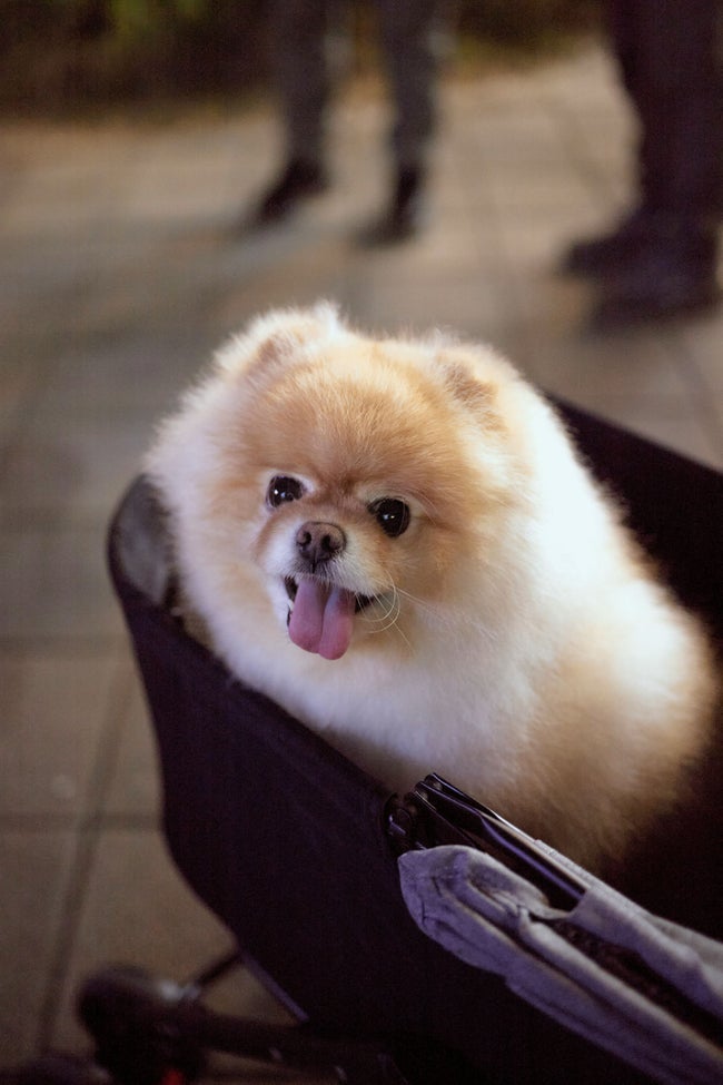 ペットOKの新商業施設に賛否の声 — 「Sunway Square Mall」オープンで論争