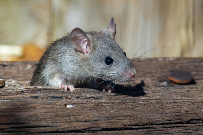 ヌグリスンビラン州の自然公園を一時閉鎖　レプトスピラ症の疑い4件確認