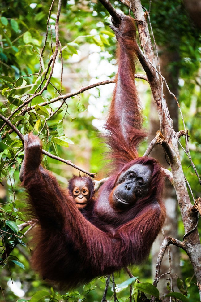 サバ州のオランウータン、森林分断化が深刻な脅威に――農園との共存が課題